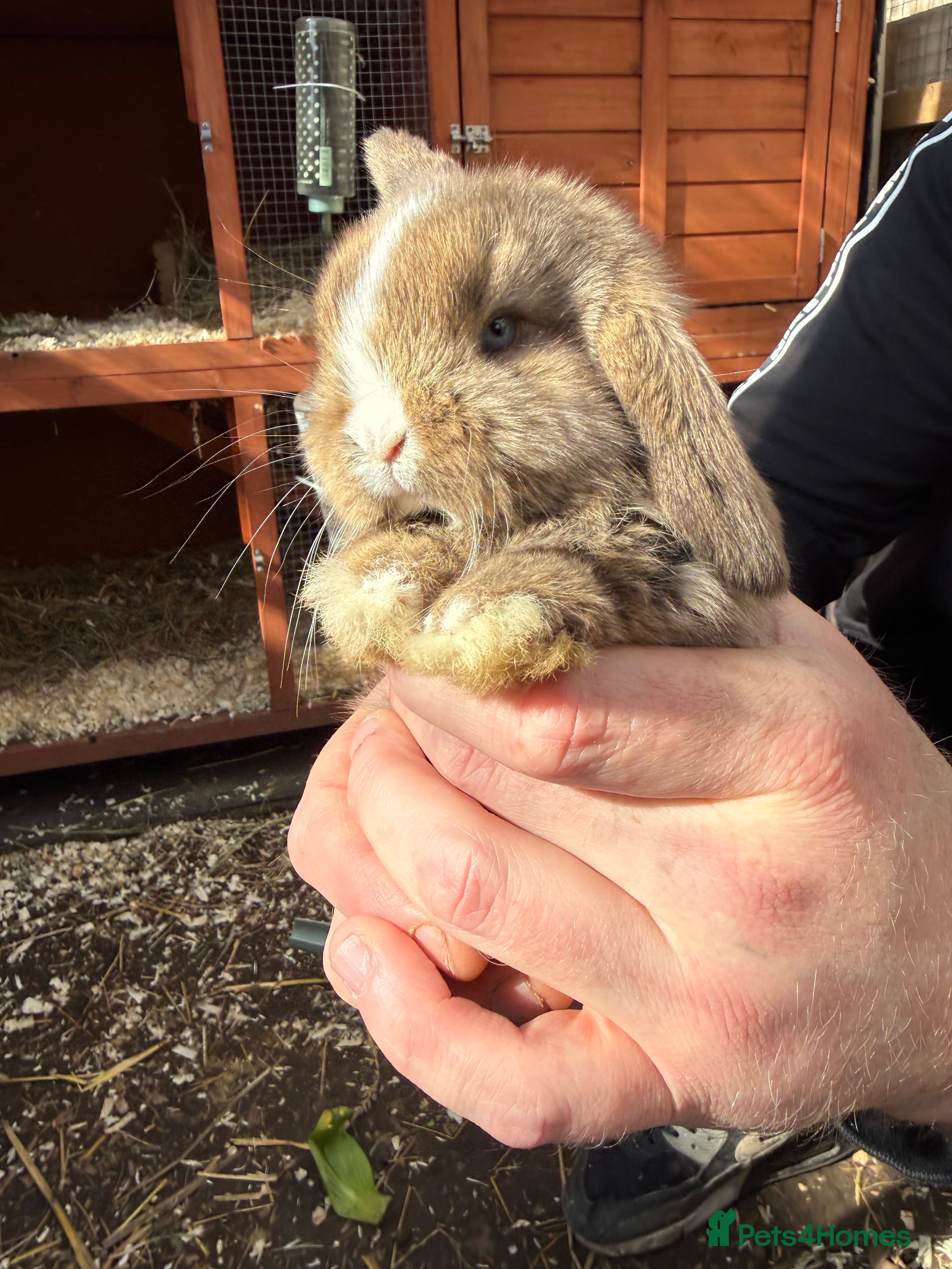 Mini Lop rabbits Mini Lop babies - Advert 1
