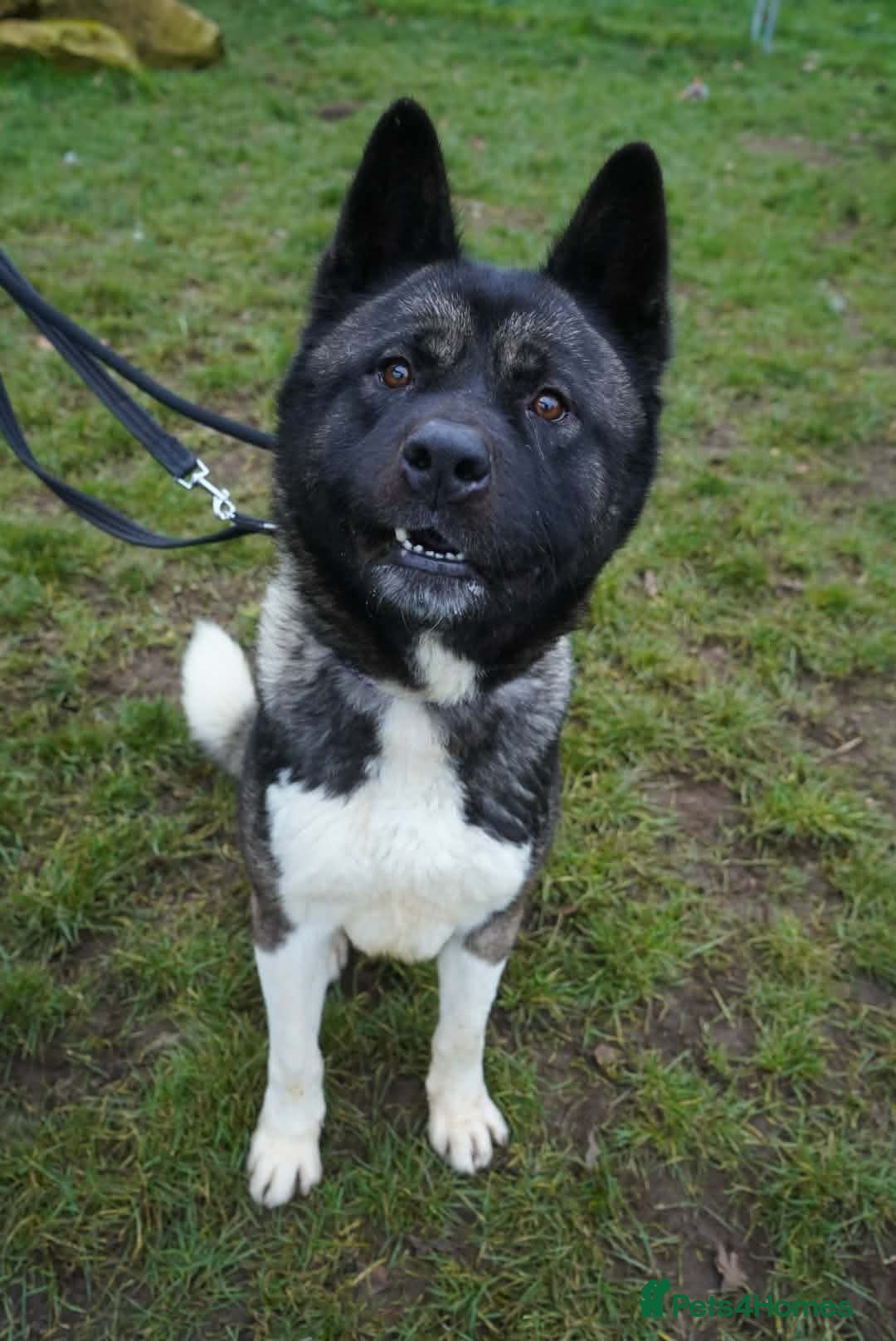 Akita dogs for adoption: Blake - Advert 2