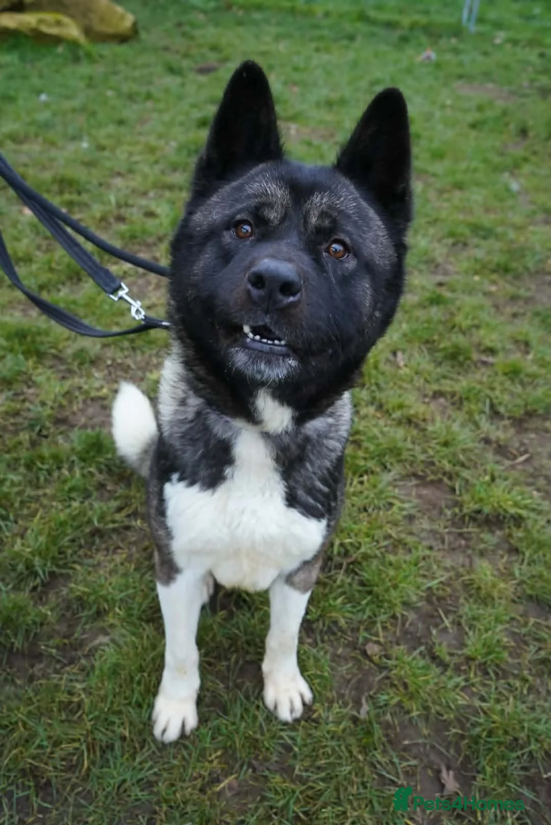 Akita dogs for adoption: Blake - Advert 2