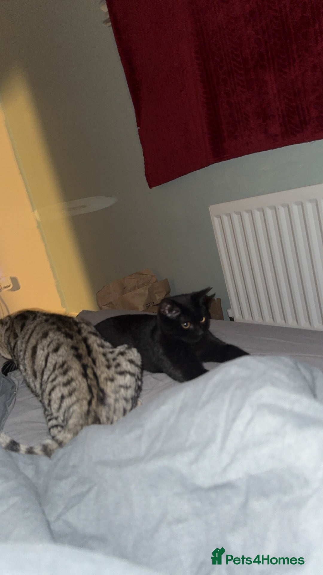 Mixed Breed cats for sale: 2 male boys  - Advert 3