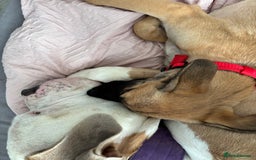 Mixed Breed dogs for sale: Belgian malinois x saluki female  - Image 3