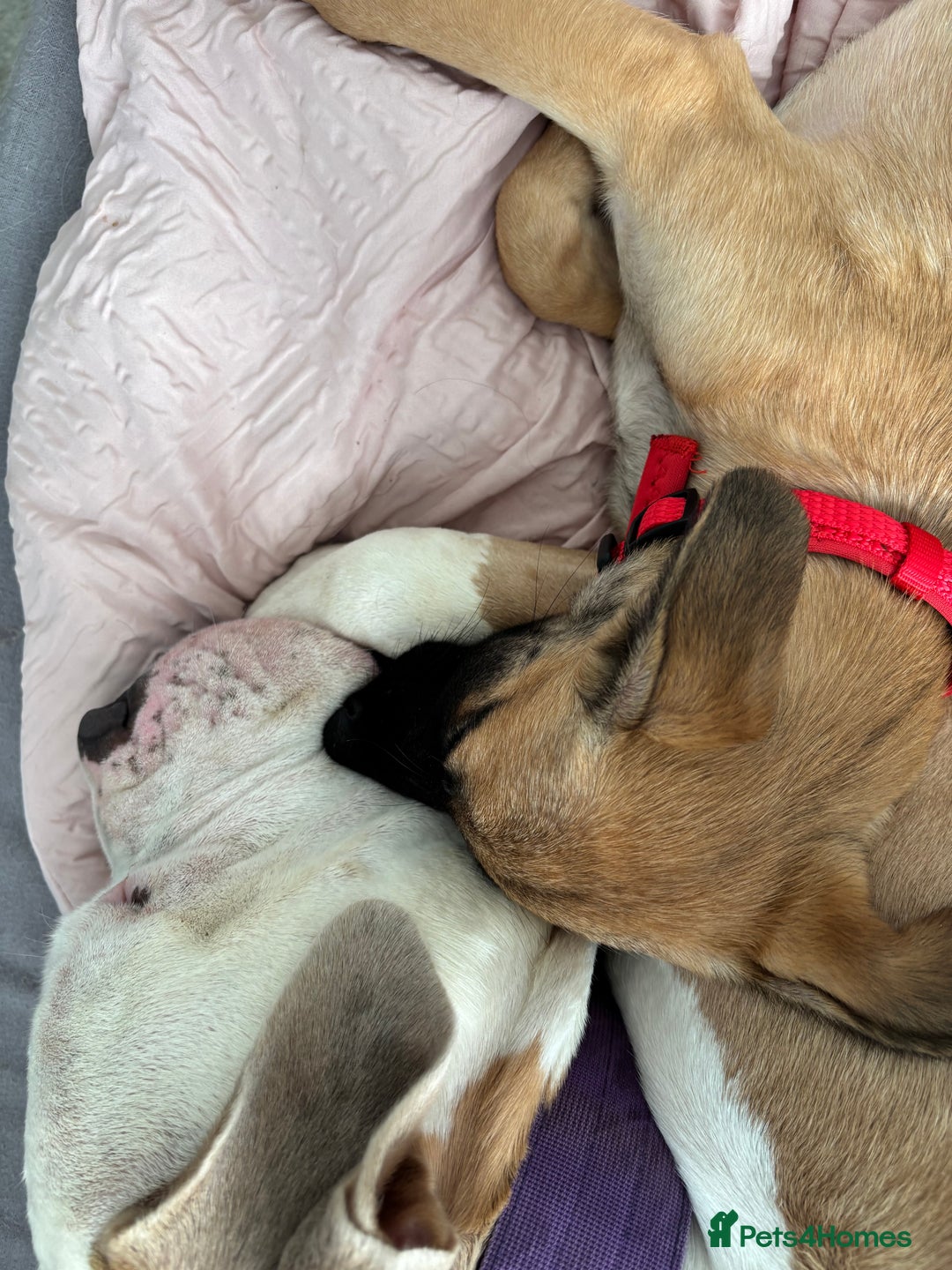 Mixed Breed dogs for sale: Belgian malinois x saluki female  - Image 3
