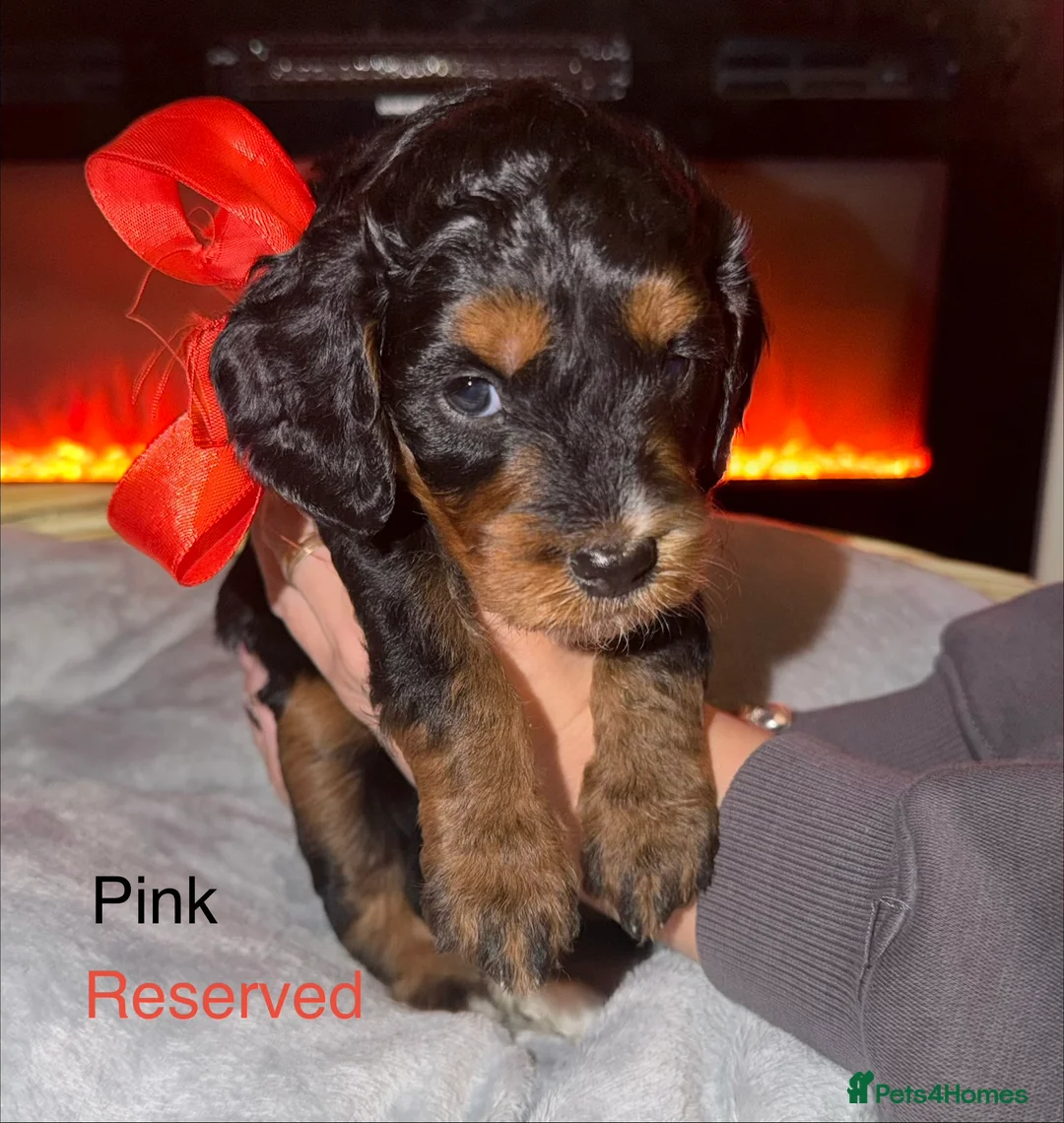 Sproodle dogs for sale: Beautiful sproodle puppies  - Advert 3