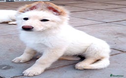 German Shepherd dogs for sale: Stunning White German Shepherds   - Image 3