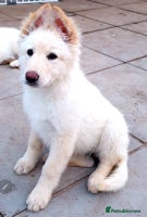 German Shepherd dogs - Advert 5