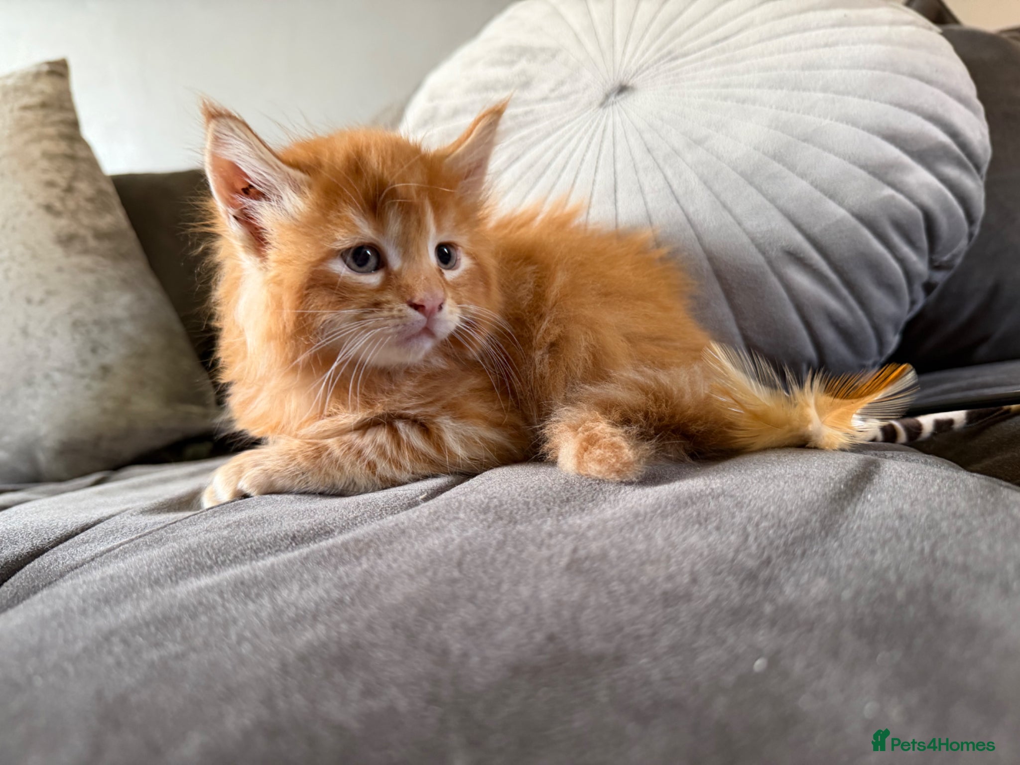 Maine Coon cats Gaint mainecoon babies READY TO GO🏡🏡 - Advert 1