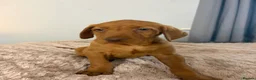 Hungarian Vizsla dogs for sale: 🐶 Beautiful Wired Haired Hungarian Visla Puppies in Saint Helens - Advert 12