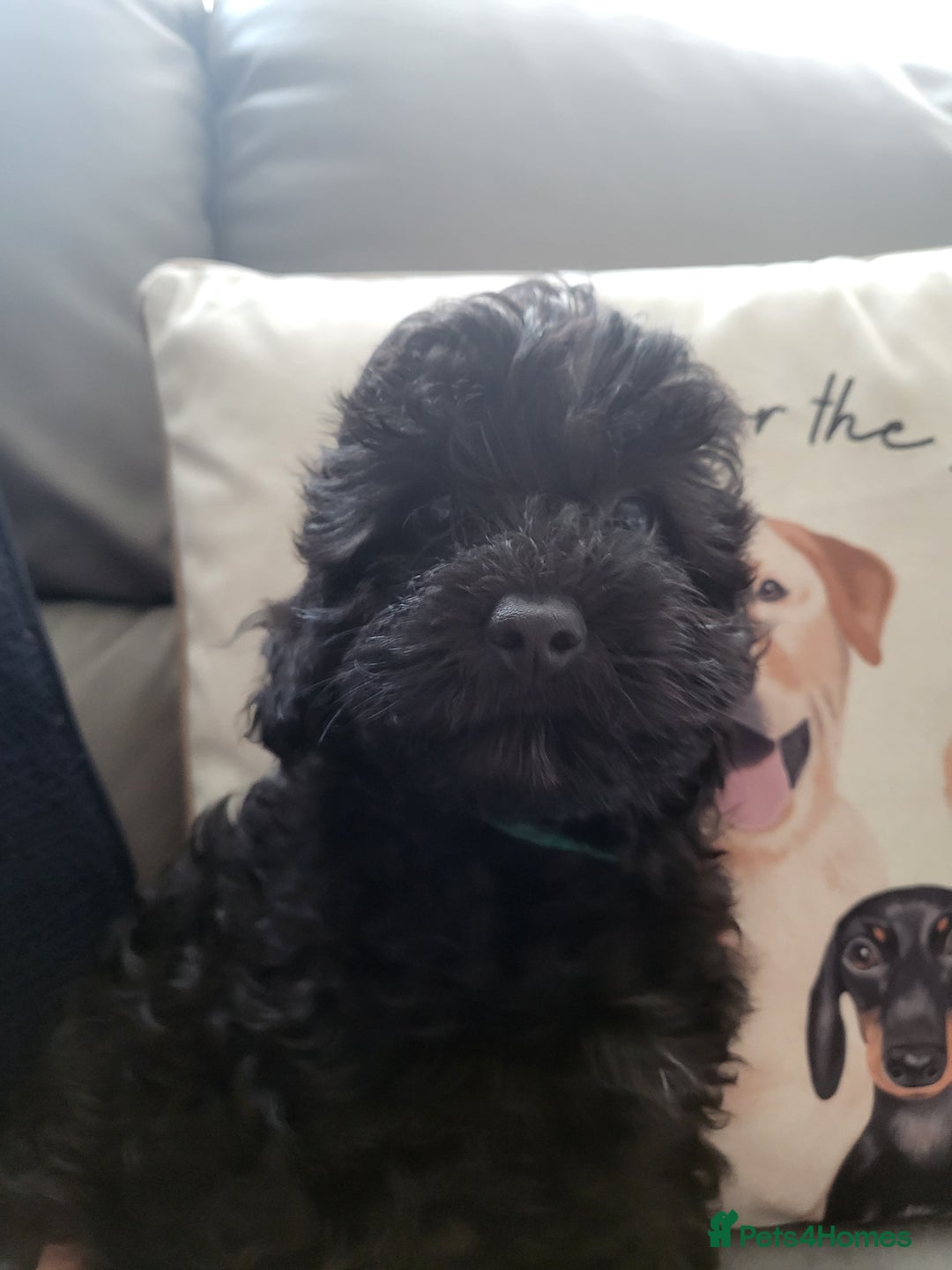 Cavapoo dogs for sale: Adorable F1B cavapoo puppies  - Image 1
