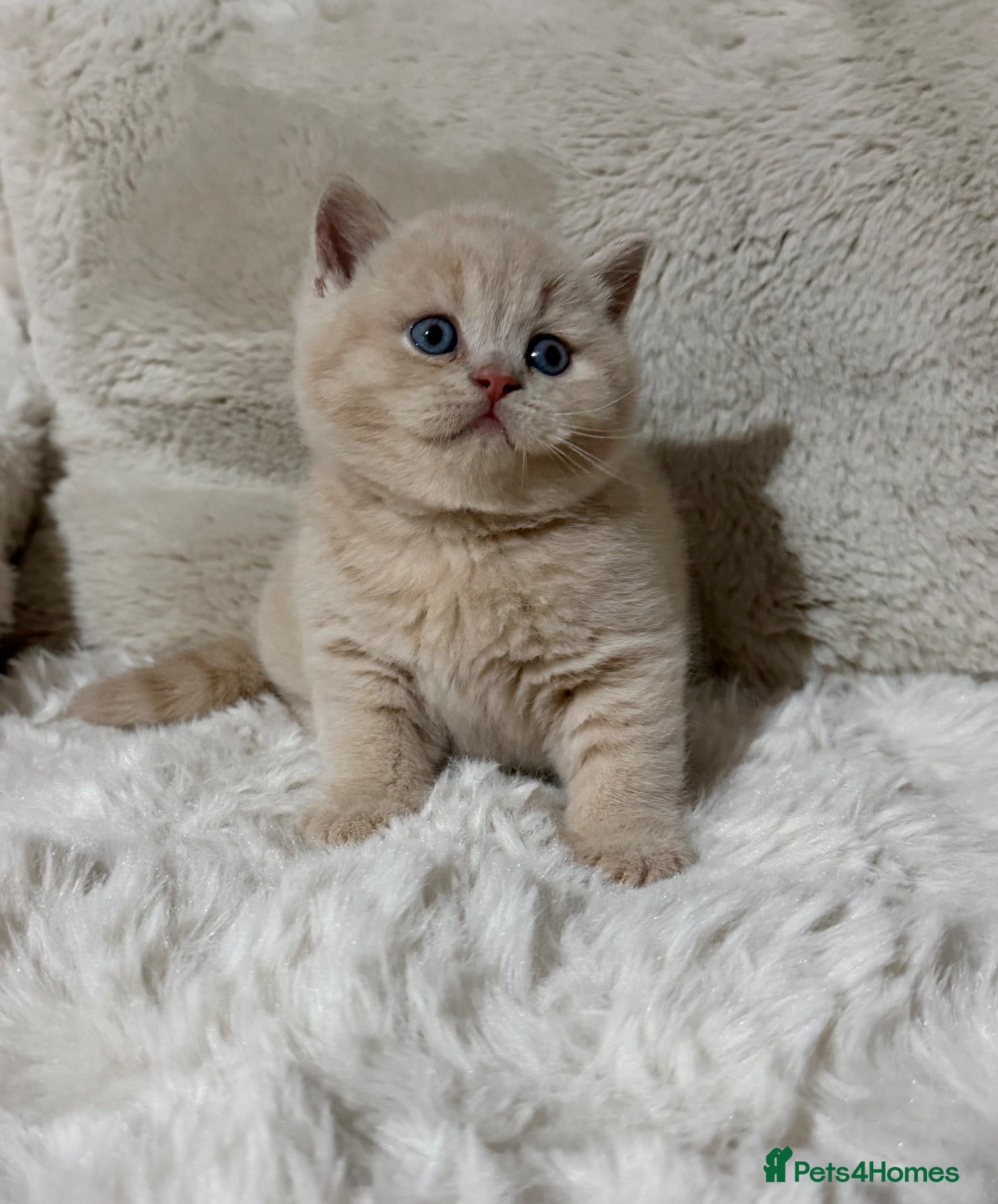British Shorthair cats Champion GCCF british shorthair kittens  - Advert 2