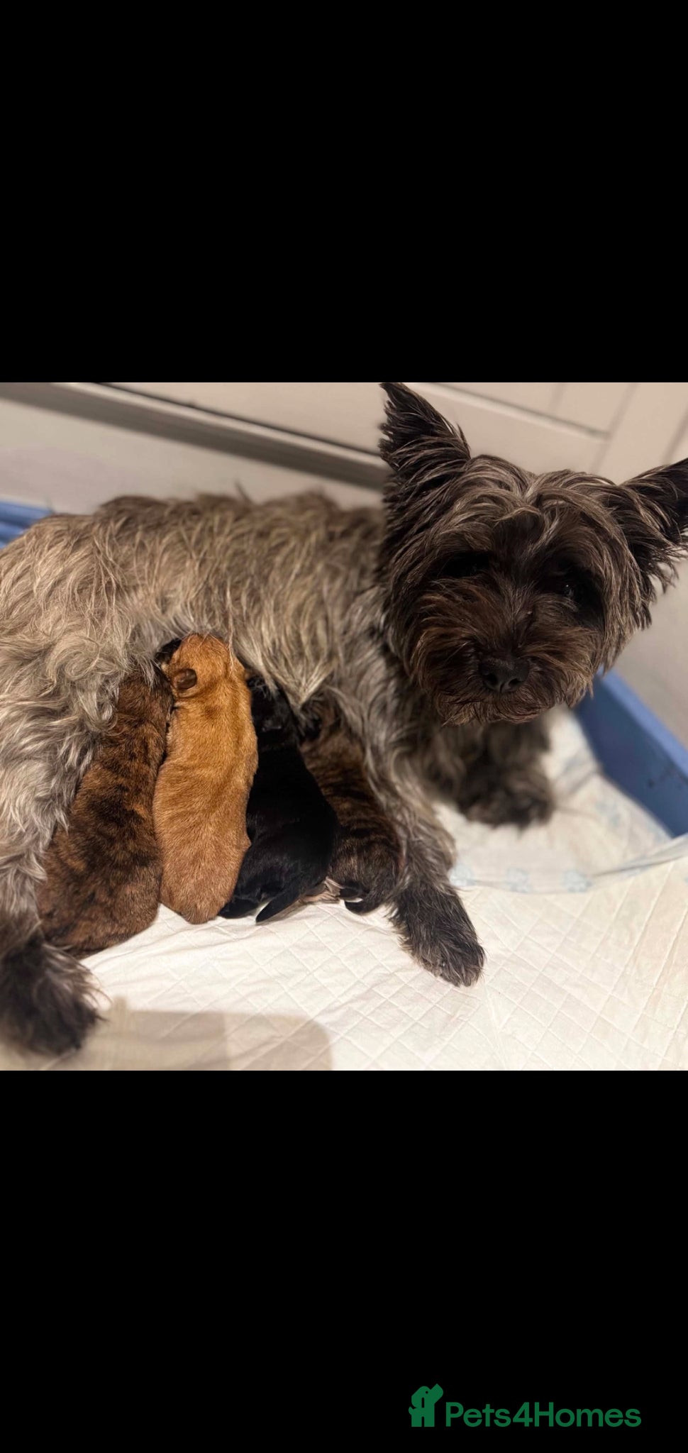 Cairn Terrier dogs Kc Registered Cairn Terrier puppies Available soon - Advert 1