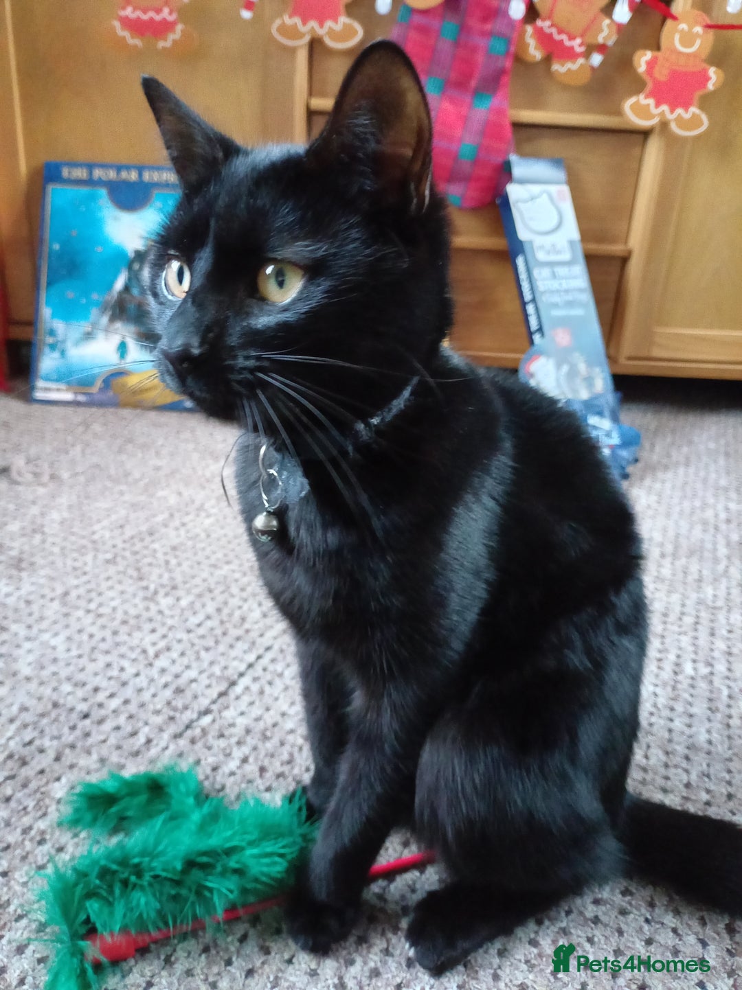 Mixed Breed cats for sale:  ** . 1 year old female, Luna. - Advert 3