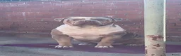 American Bull Staffy dogs for sale: 2 Brothers For Sale - Advert 2