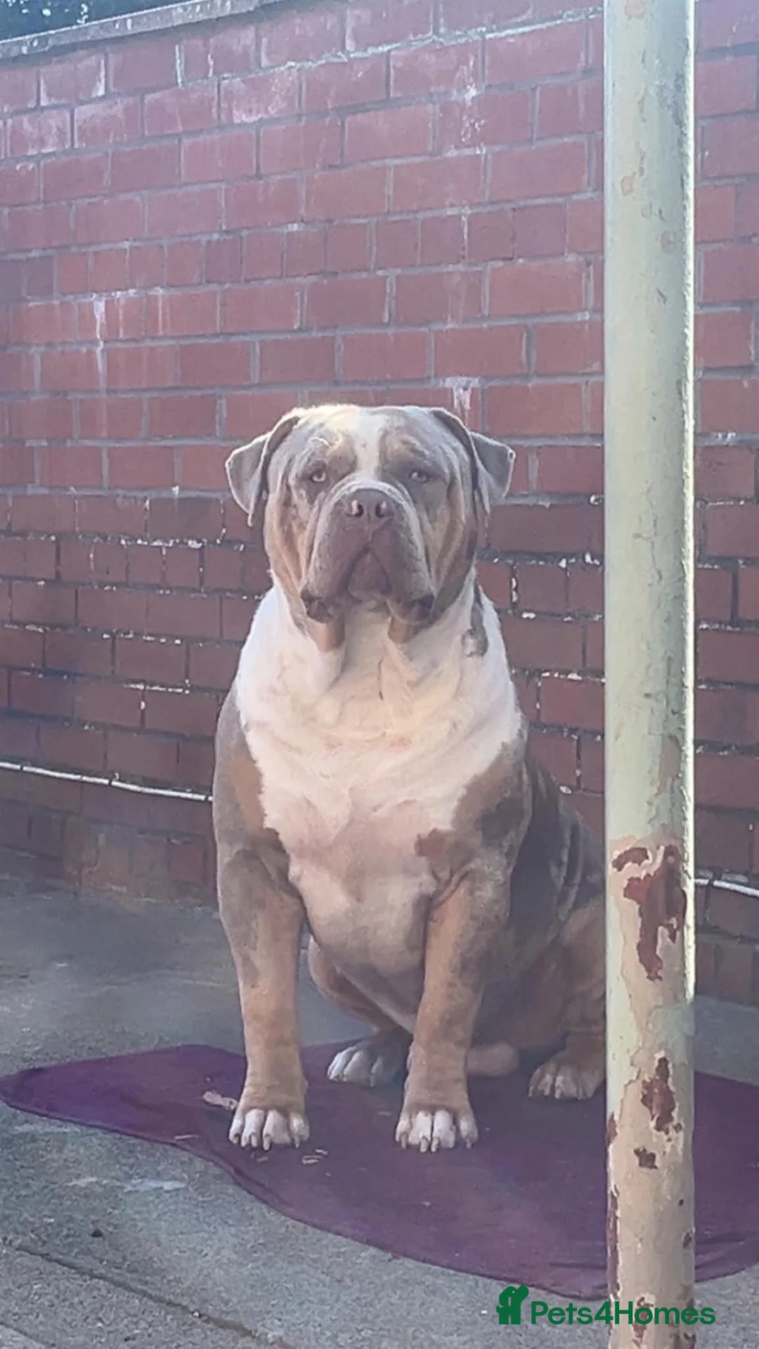 American Bull Staffy dogs for sale: 2 Brothers For Sale - Advert 2