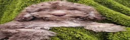 Cockapoo dogs for sale: Health tested Choc, sable & phantoms cockapoos  - Advert 3