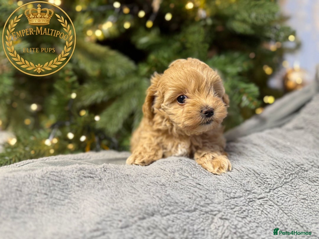 Maltipoo dogs for sale: Adorable maltipoo girl ready now - Advert 3