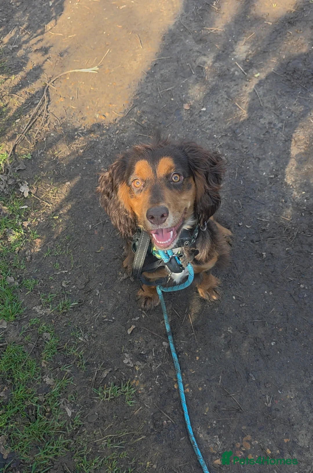 Cocker Spaniel dogs for sale: KC reg working cocker spaniel boy - Advert 1