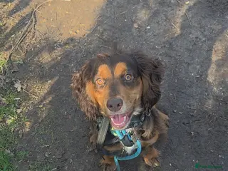 Cocker Spaniel dogs KC reg working cocker spaniel boy - Advert 7