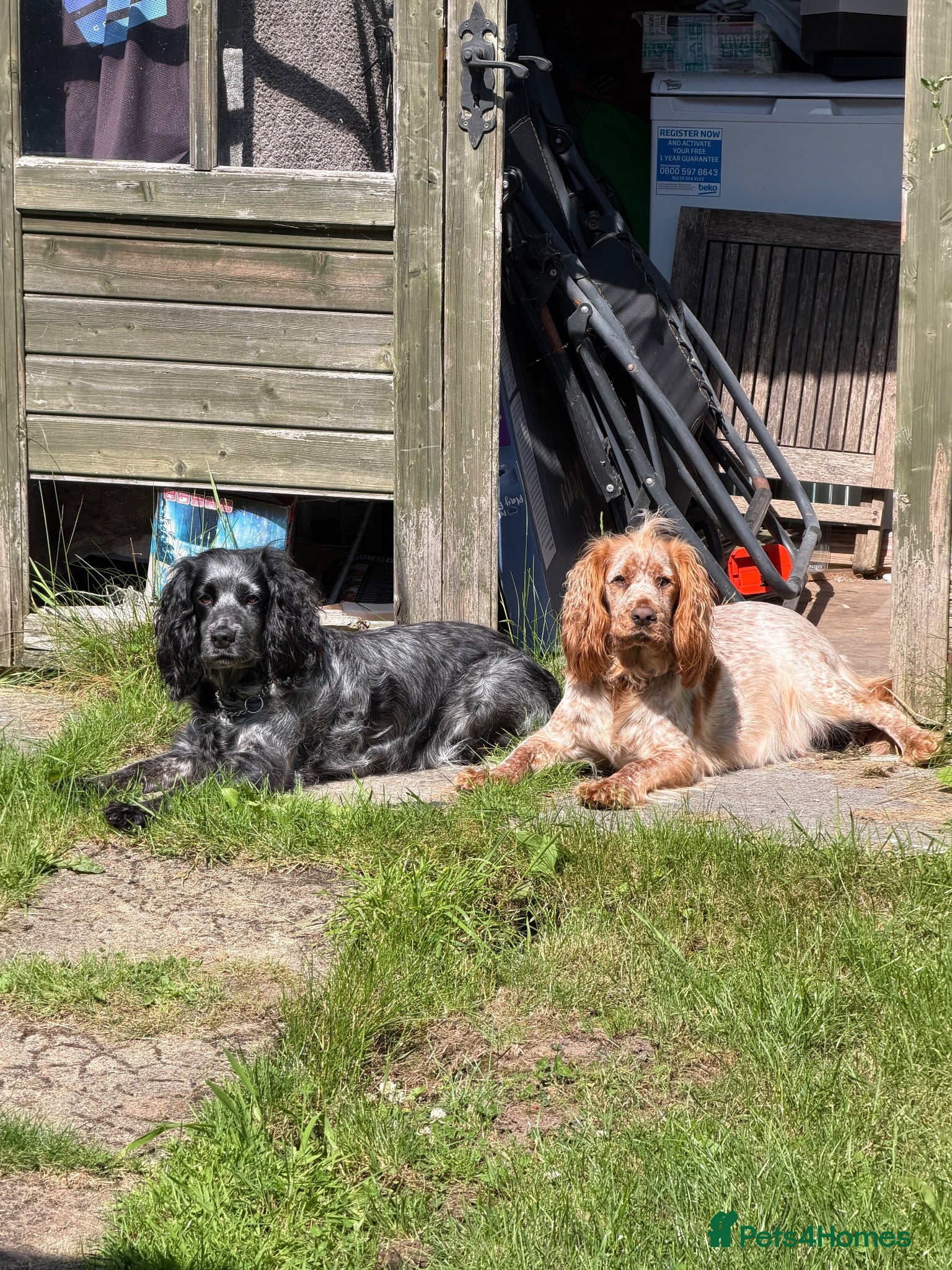 Cockapoo dogs F1 Cockerpoos  - Advert 1