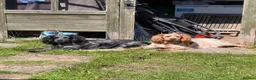 Cockapoo dogs for sale: F1 Cockerpoos  in Northwich - Advert 1