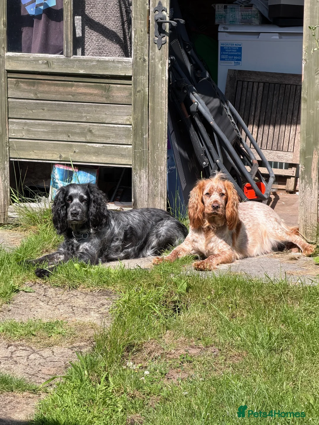 Cockapoo dogs for sale: F1 Cockerpoos  in Northwich - Advert 1