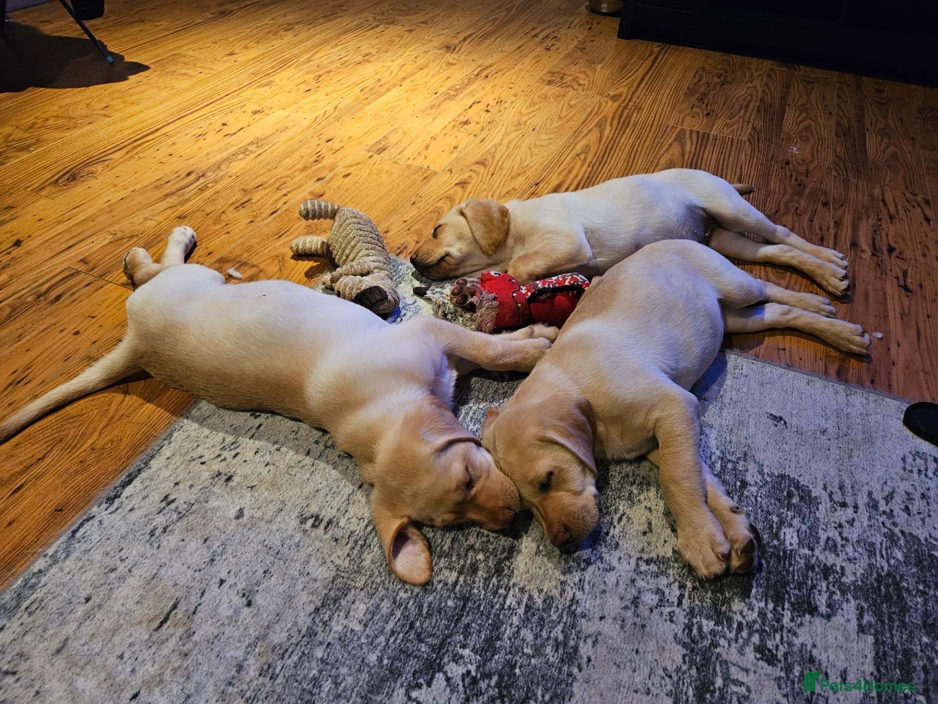 Labrador Retriever dogs Labrador Pups KC Reg Health Tested - Advert 14