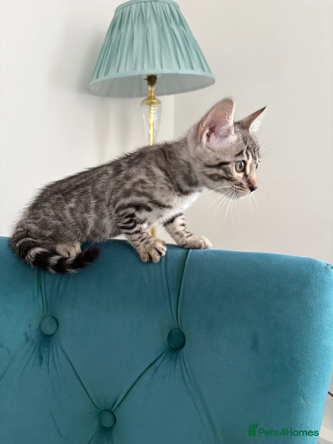 Bengal cats for sale: Adorable Bengals Looking for Forever Homes🐈‍⬛ - Advert 9