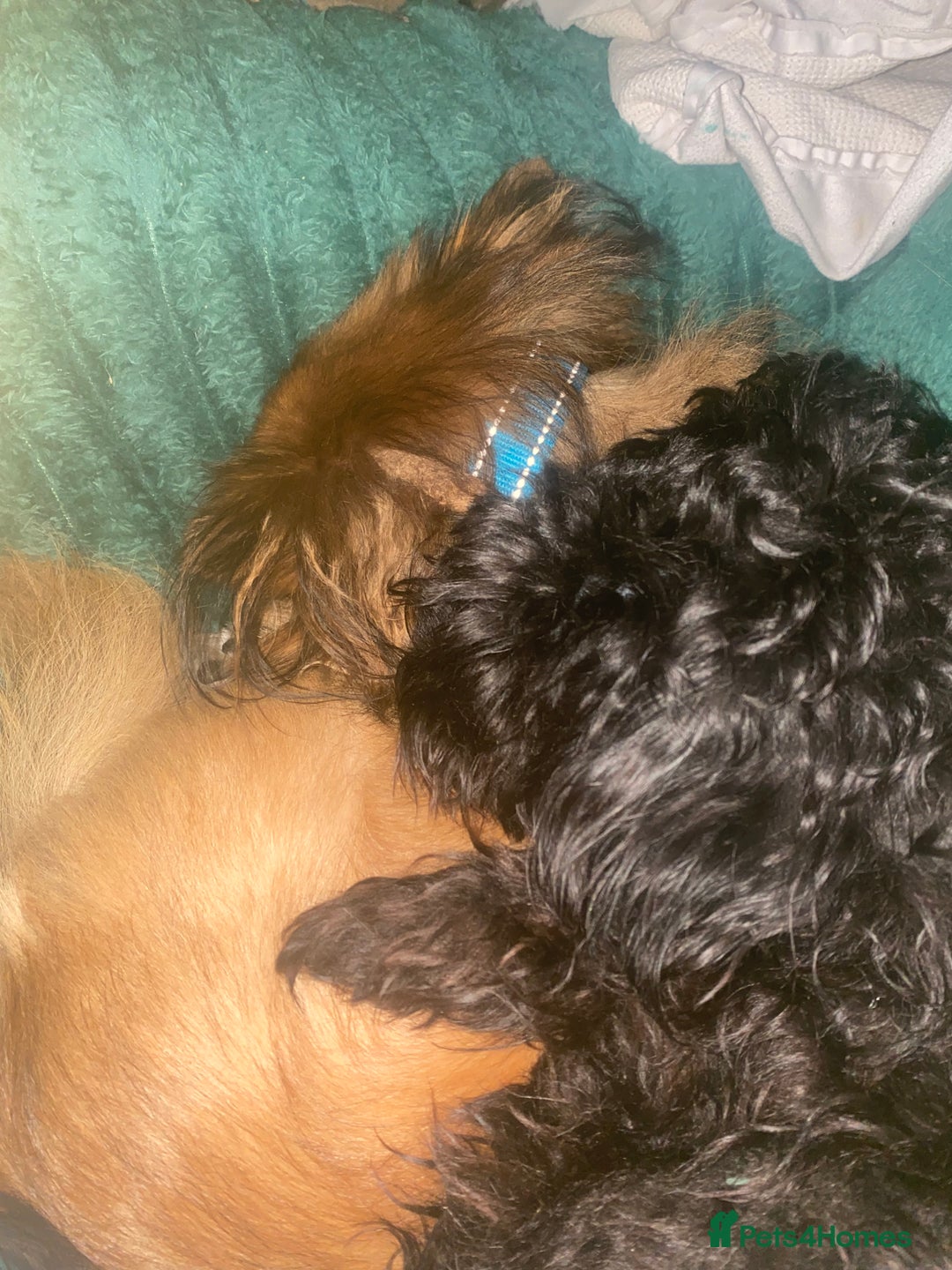 Mixed Breed dogs for sale: adorable puppies are now ready for new homes - Advert 12