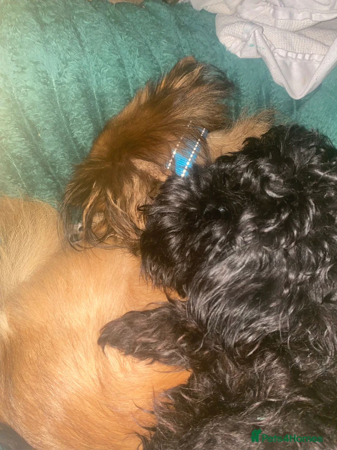 Mixed Breed dogs for sale: Maltipom puppies are now ready for new homes - Advert 3