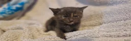 Mixed Breed cats for sale: 4 beautiful kittens for sale in Brighton - Advert 12