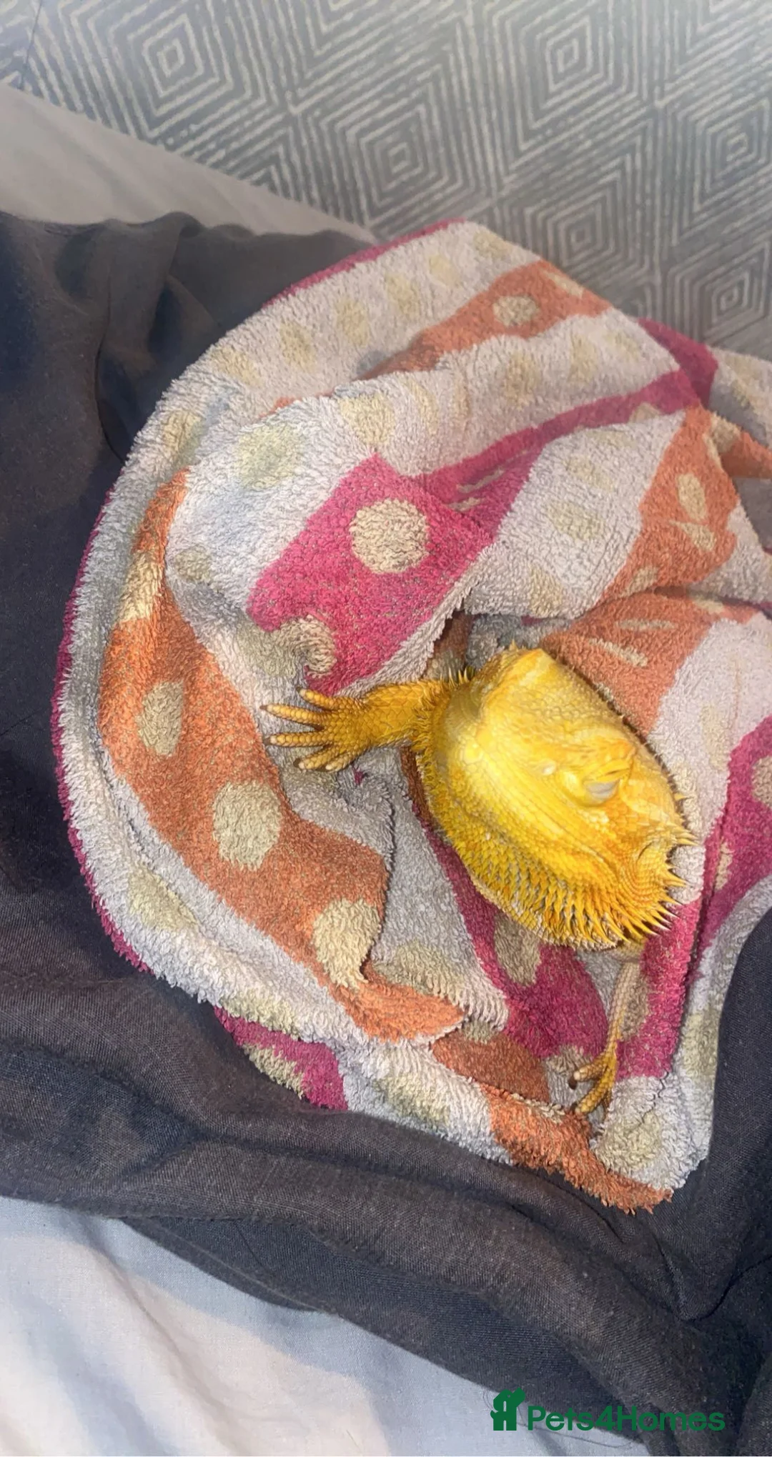 Bearded Dragon reptiles for sale: Bearded Dragon & set up  in Cardiff - Advert 4