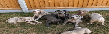 Cane Corso 5