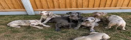Cane Corso dogs for sale: Cane coral puppy’s ready now  - Advert 6