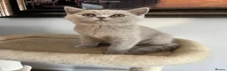 British Shorthair cats for sale: £1200 - Advert 14