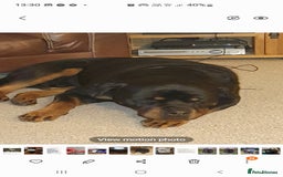 Rottweiler dogs for sale: Kc reg full German champion rottweiler puppies   - Image 17