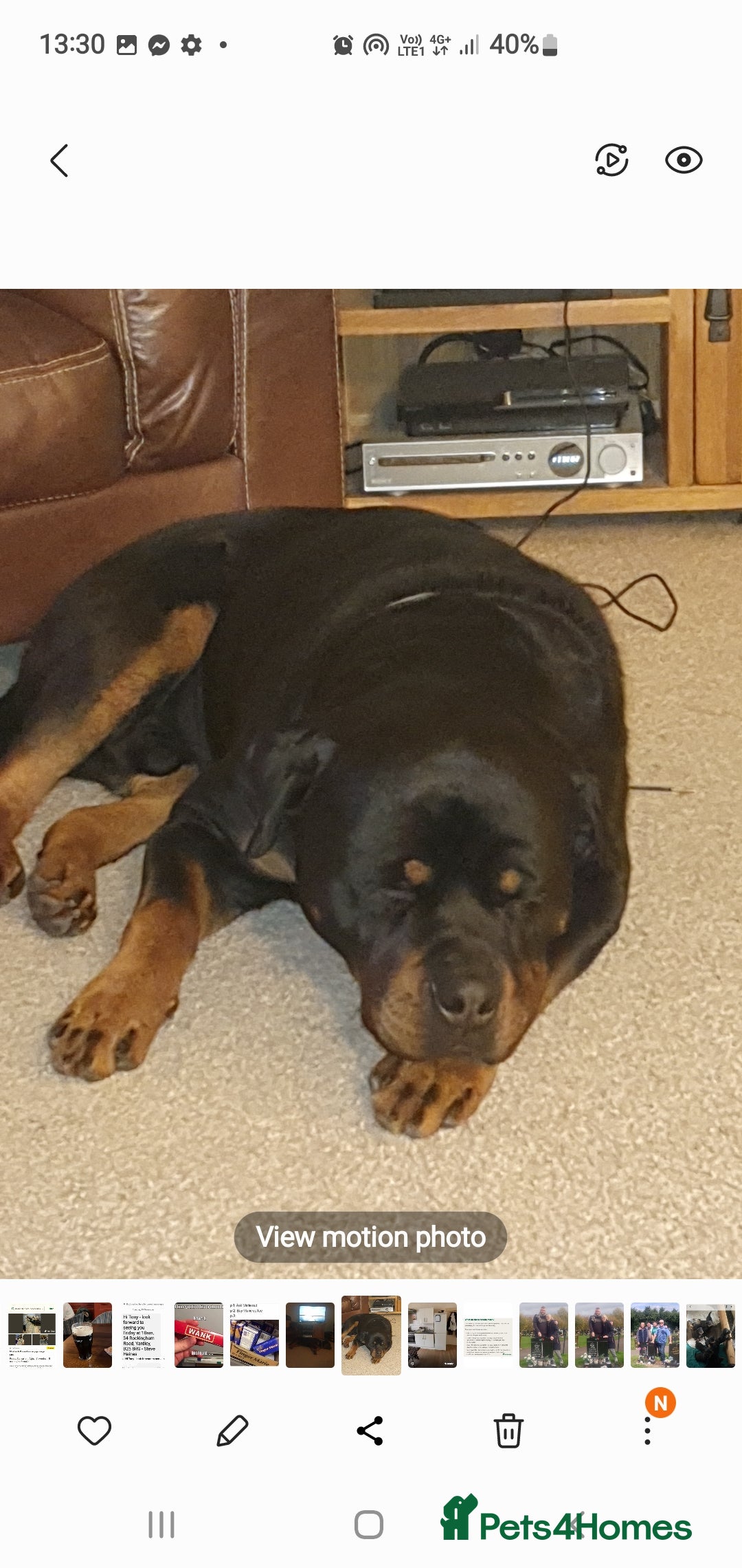 Rottweiler dogs for sale: Kc reg full German champion rottweiler puppies   - Image 17