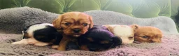 Cavalier King Charles Spaniel dogs for sale: KC Cavalier King Charles Puppies, All 4 Colours. - Advert 22