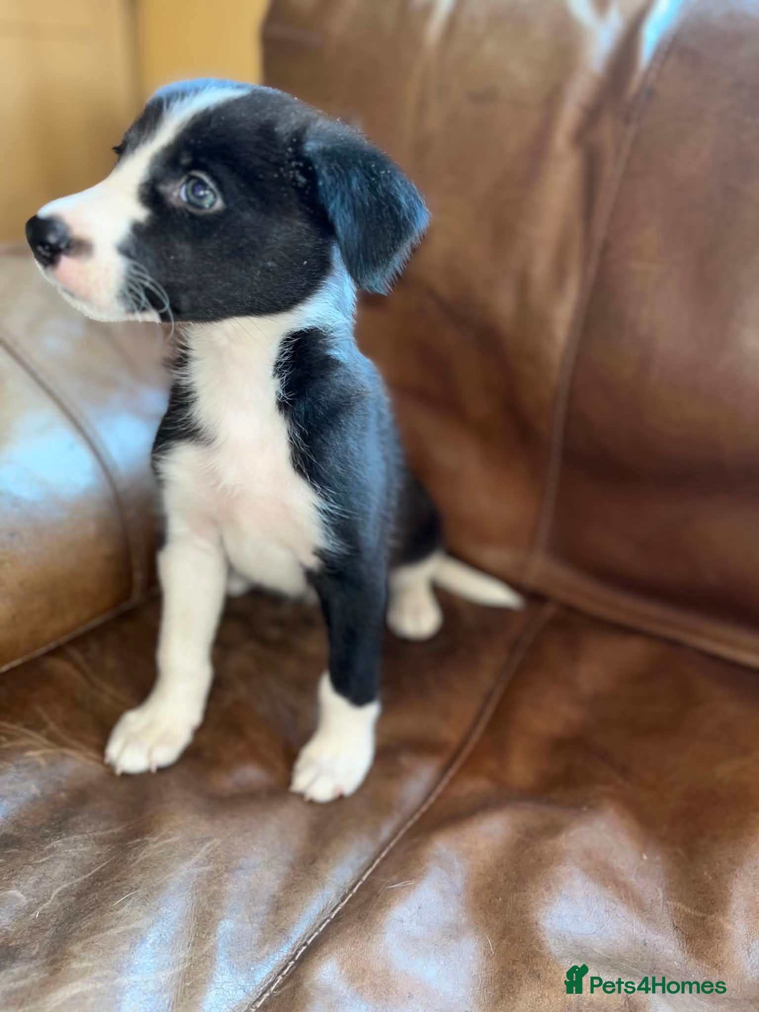 Lurcher dogs  Collie Lurcher puppies READY NOW  - Advert 1