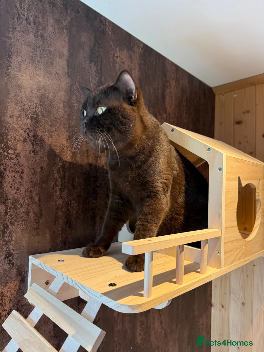 British Shorthair cats for stud: 🐾 Stud Cat Available for Mating 🐾 - Advert 5