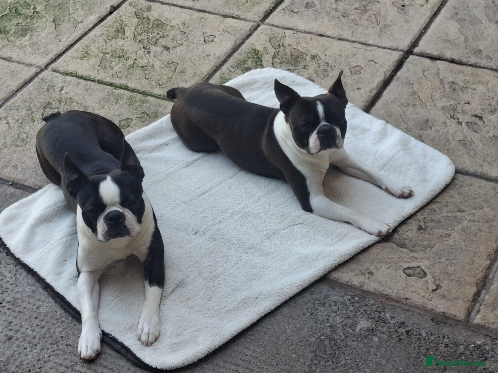 Boston Terrier dogs Boston Terriers for Stud  - Advert 1