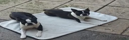 Boston Terrier dogs for stud: Boston Terriers for Stud  - Advert 1