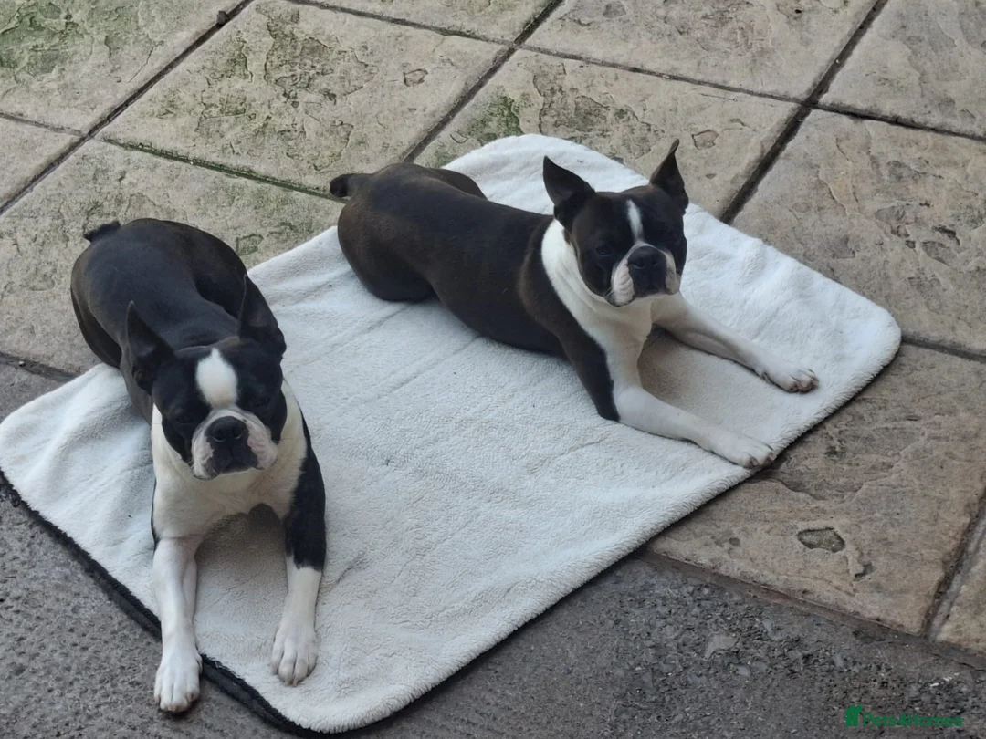 Boston Terrier dogs for stud: Boston Terriers for Stud  - Advert 1