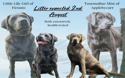 Labrador Retriever dogs for sale: Health Tested KC Registered Labradors - Image 1