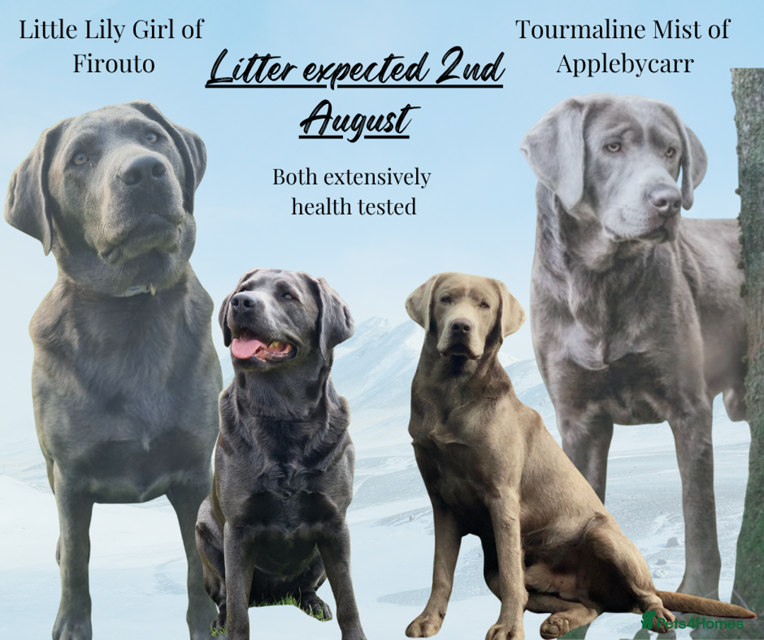 Labrador Retriever dogs for sale: Health Tested KC Registered Labradors - Image 1