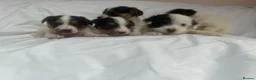 Jack Russell dogs for sale: Miniature jack Russle puppies - Advert 7