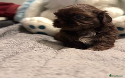 Shih Tzu dogs for sale: Shih Tzu  - Advert 18
