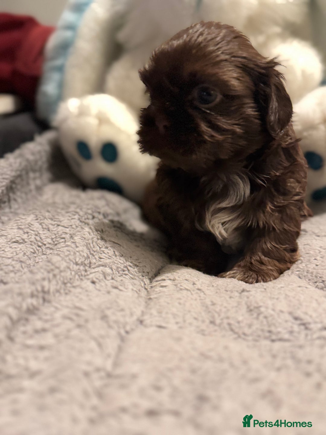 Shih Tzu dogs for sale: Shih Tzu  - Advert 18