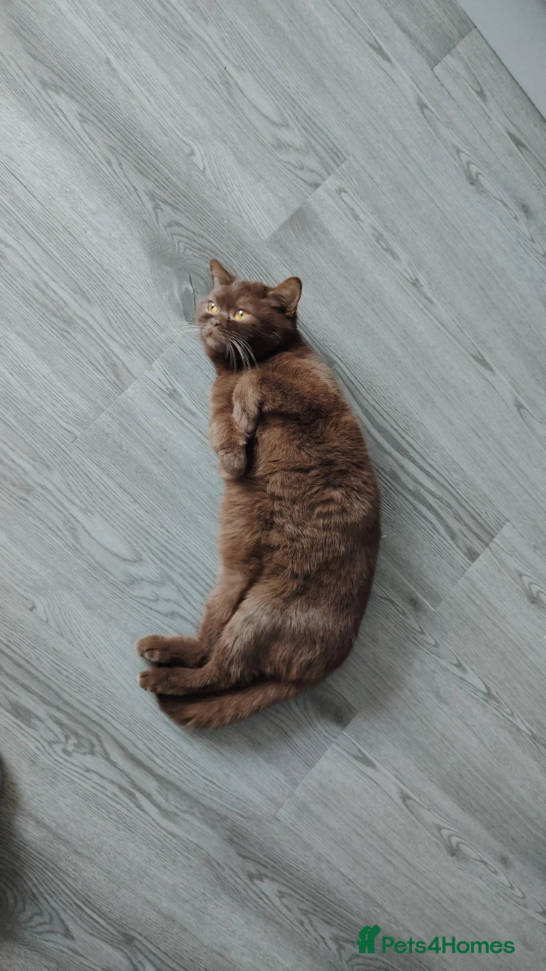 British Shorthair cats for sale: Choclate BSH Active - Advert 4