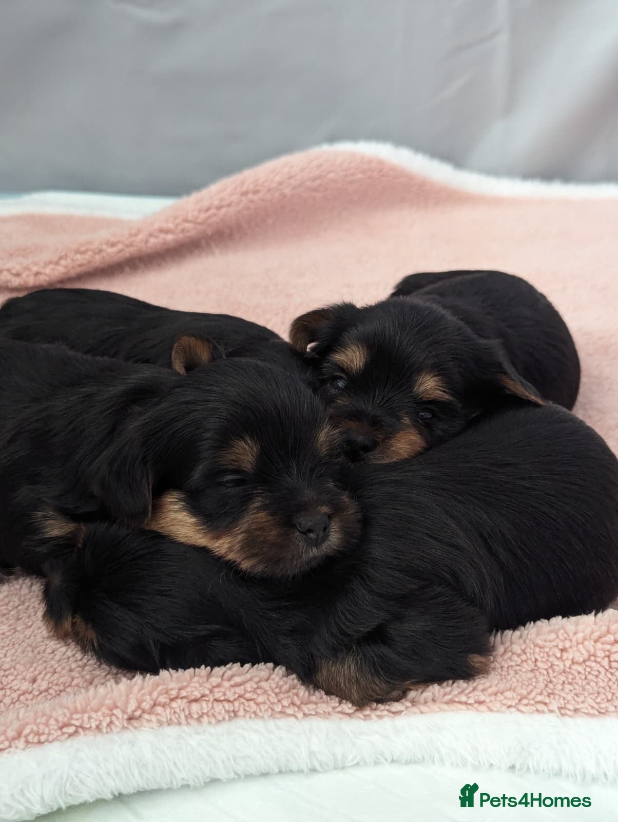 Yorkshire Terrier dogs Beautiful Yorkshire terrier pups - Advert 1