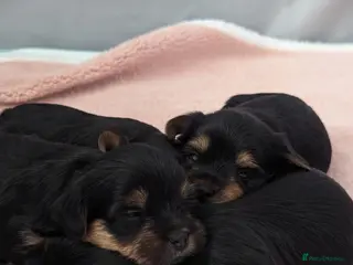 Yorkshire Terrier dogs Beautiful Yorkshire terrier pups - Advert 3
