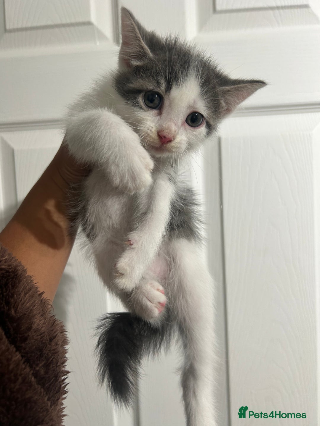 Mixed Breed cats for sale: ready to go  - Image 2